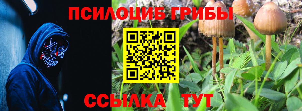 Псилоцибиновые грибы Psilocybe Заводоуковск