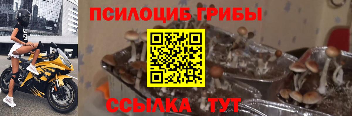 Галлюциногенные грибы Psilocybine cubensis  Вход с VPN  Псилоцибиновые грибы Psilocybe  где продают   Заводоуковск 